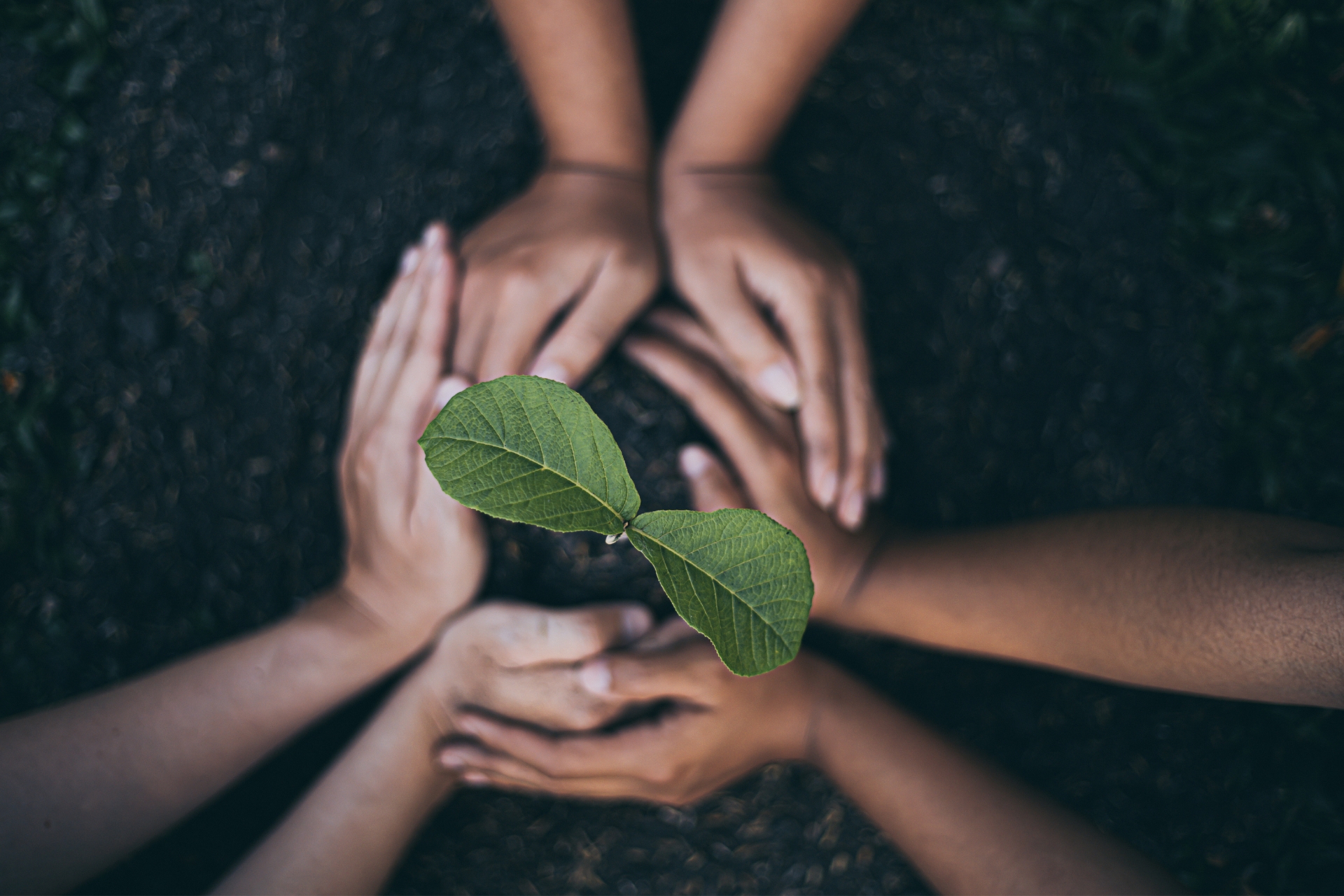 Mit CO2-Kompensation für Unternehmen Klimaschutz fördern