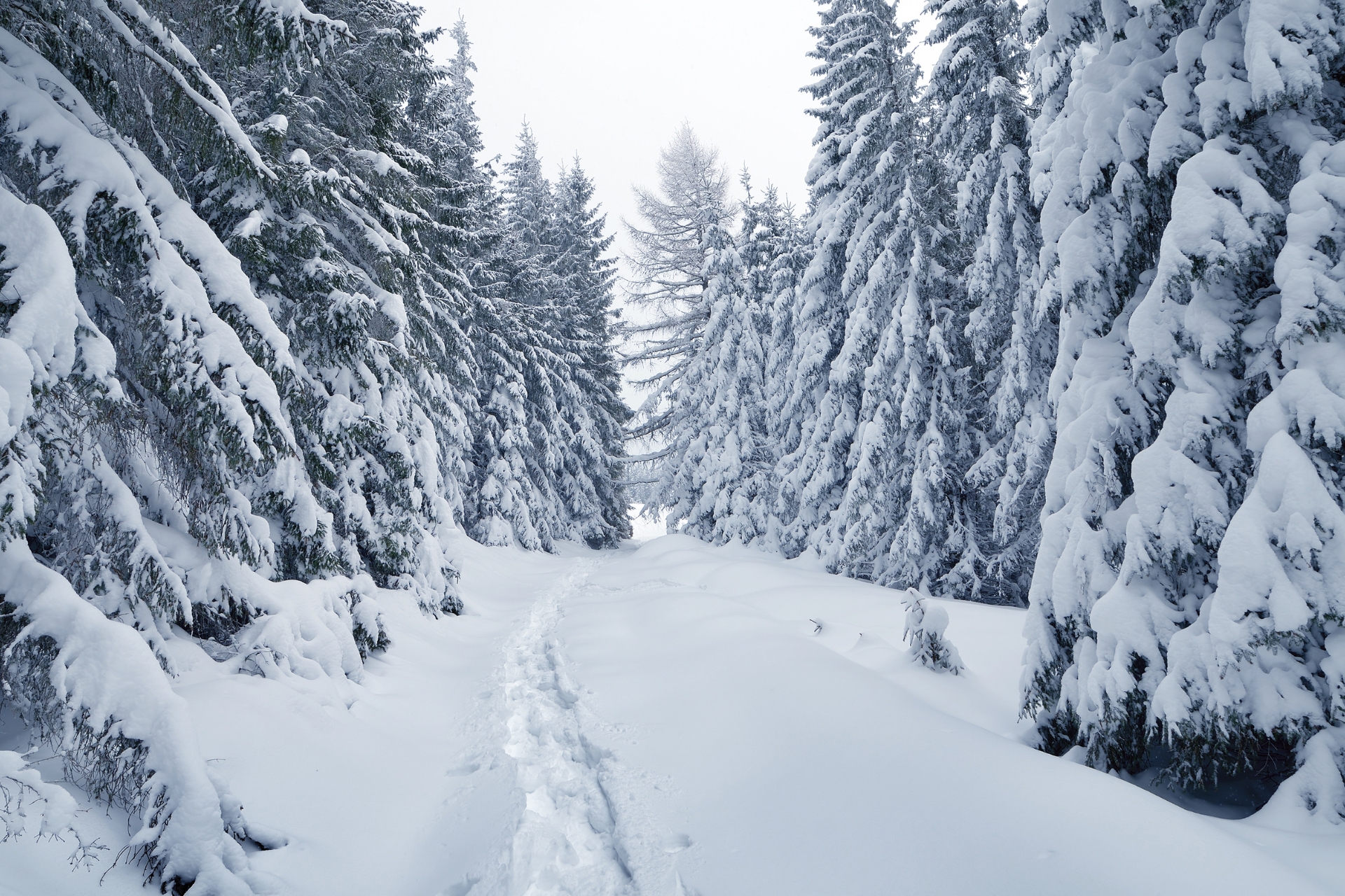 Klimaneutrale Unternehmen Fördern Schneereiche Winter